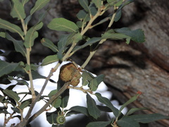 Andricus montezumus