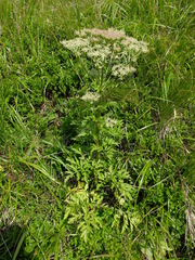 Pleurospermum austriacum