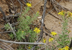 Heterotheca angustifolia
