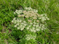 Pleurospermum austriacum