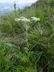 Pleurospermum austriacum