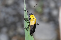 Chauliognathus heros
