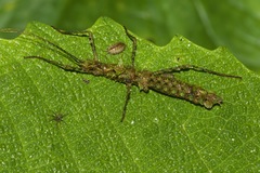 Parobrimus horridus