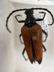 Stenelytrana emarginata