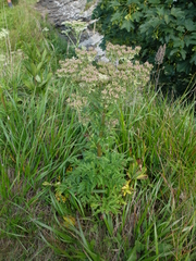 Pleurospermum austriacum