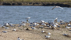 Chroicocephalus ridibundus