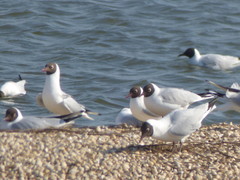 Chroicocephalus ridibundus
