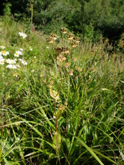 Bupleurum longifolium