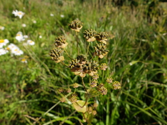 Bupleurum longifolium
