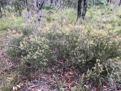 Melaleuca deanei