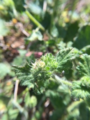 Phacelia malvifolia