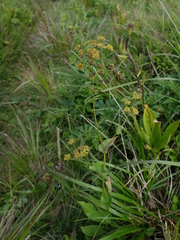 Bupleurum longifolium