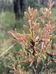 Melaleuca deanei