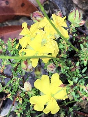 Hibbertia puberula