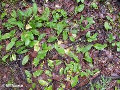 Adenocaulon chilense