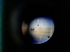 Fulica atra