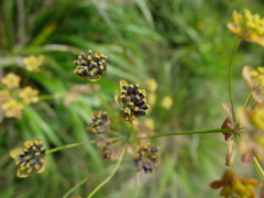 Bupleurum longifolium