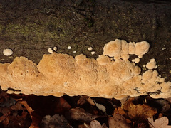 Raduliporus aneirinus