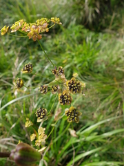 Bupleurum longifolium
