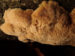 Raduliporus aneirinus
