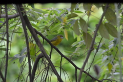 Euphonia chrysopasta