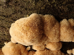 Raduliporus aneirinus