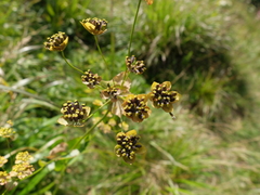 Bupleurum longifolium