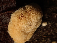 Raduliporus aneirinus