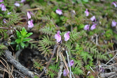 Pedicularis axillaris