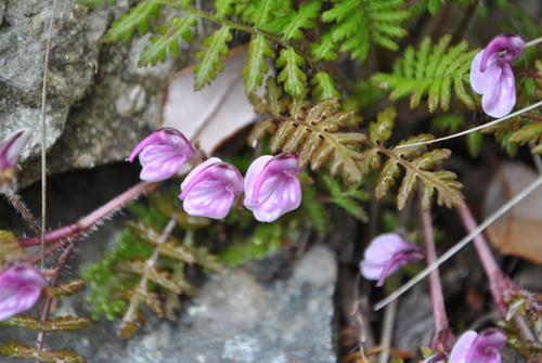 Pedicularis axillaris