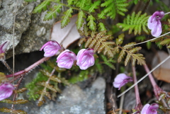 Pedicularis axillaris