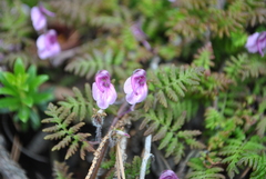 Pedicularis axillaris