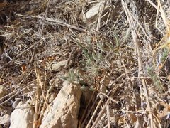 Evolvulus nuttallianus