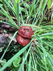 Gymnopilus thiersii