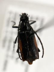 Pseudostrangalia cruentata