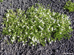 Arenaria serpens