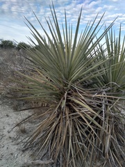 Yucca torreyi