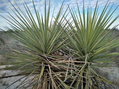 Yucca torreyi