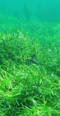Notolabrus tetricus