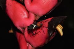 Leptoscelis militaris