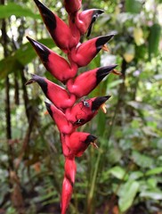 Leptoscelis militaris