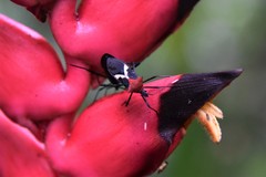 Leptoscelis militaris