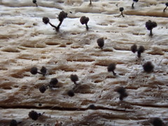 Chaenothecopsis debilis