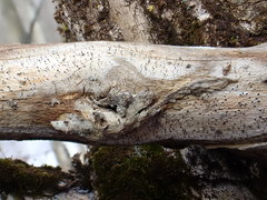 Chaenothecopsis debilis
