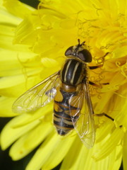 Helophilus pendulus