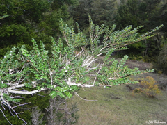 Azara microphylla