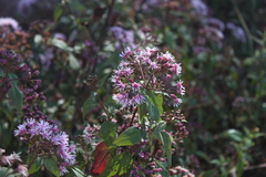 Chromolaena squalida