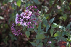 Chromolaena squalida