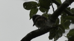 Pachyramphus