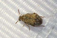 Algarobius bottimeri